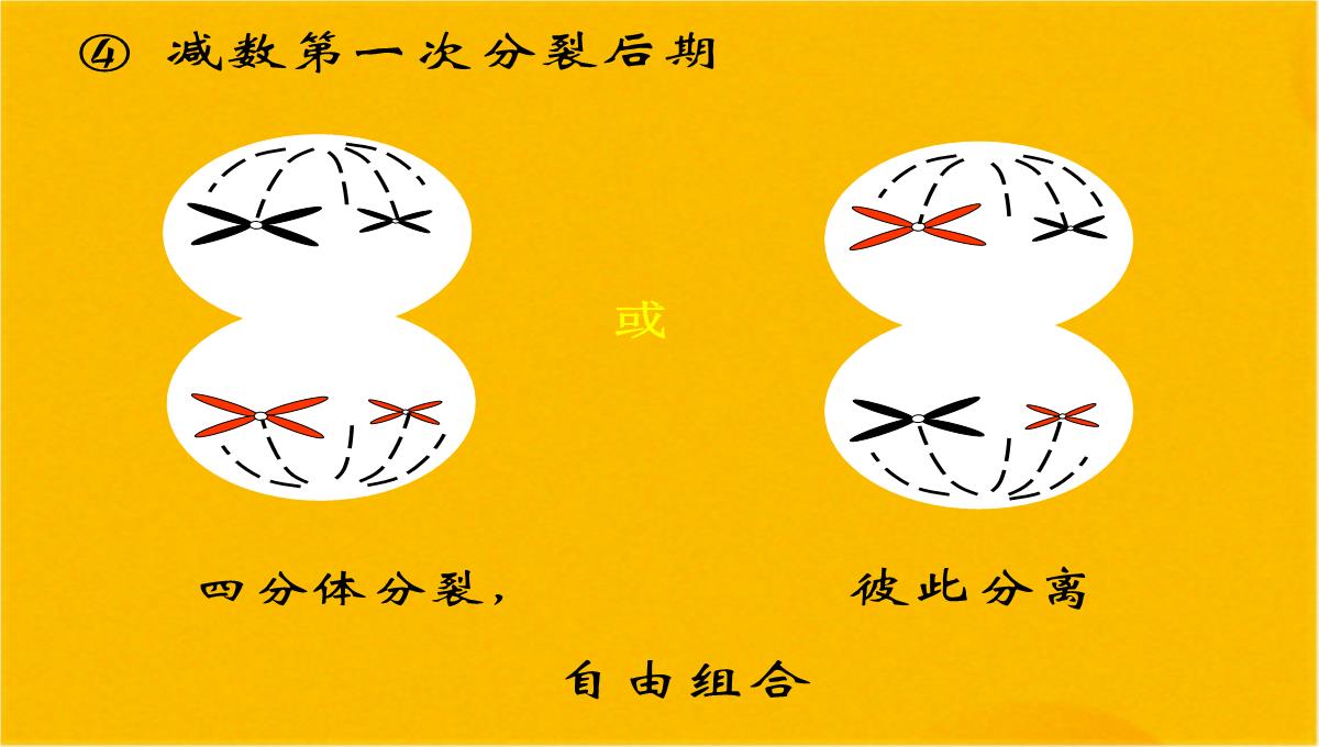 减数分裂和受精作用优质课件(共56张PPT)PPT模板_16