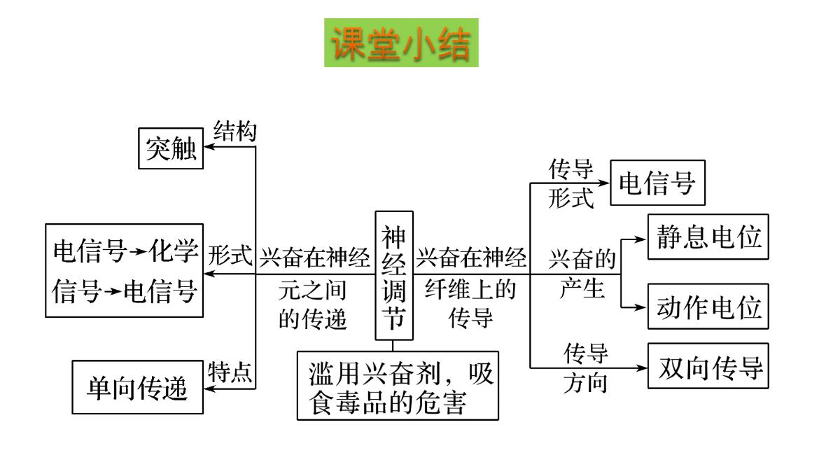 神经冲动的产生和传导课件2021-2022学年高二上学期生物人教版选择性必修一PPT模板_35