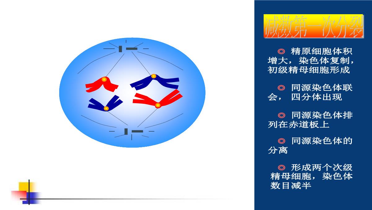 减数分裂和受精作用PPT模板_98