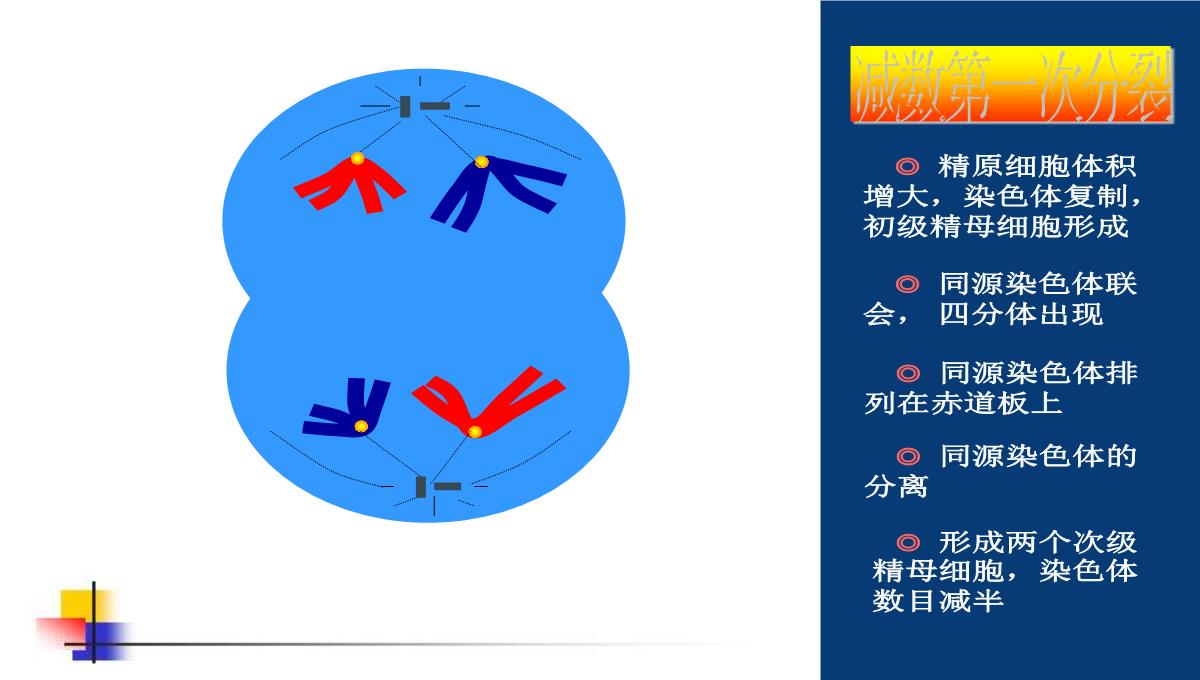 减数分裂和受精作用PPT模板_106