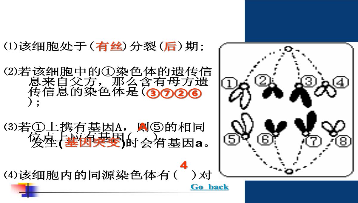 减数分裂和受精作用PPT模板_157