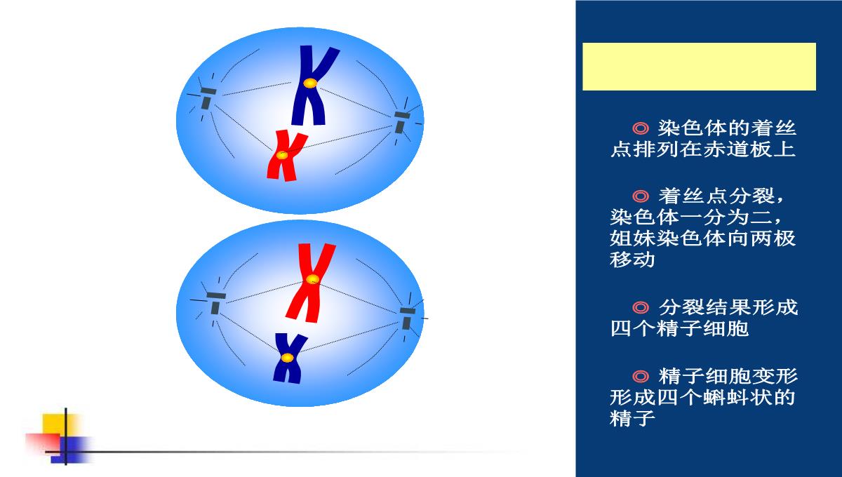 减数分裂和受精作用PPT模板_116