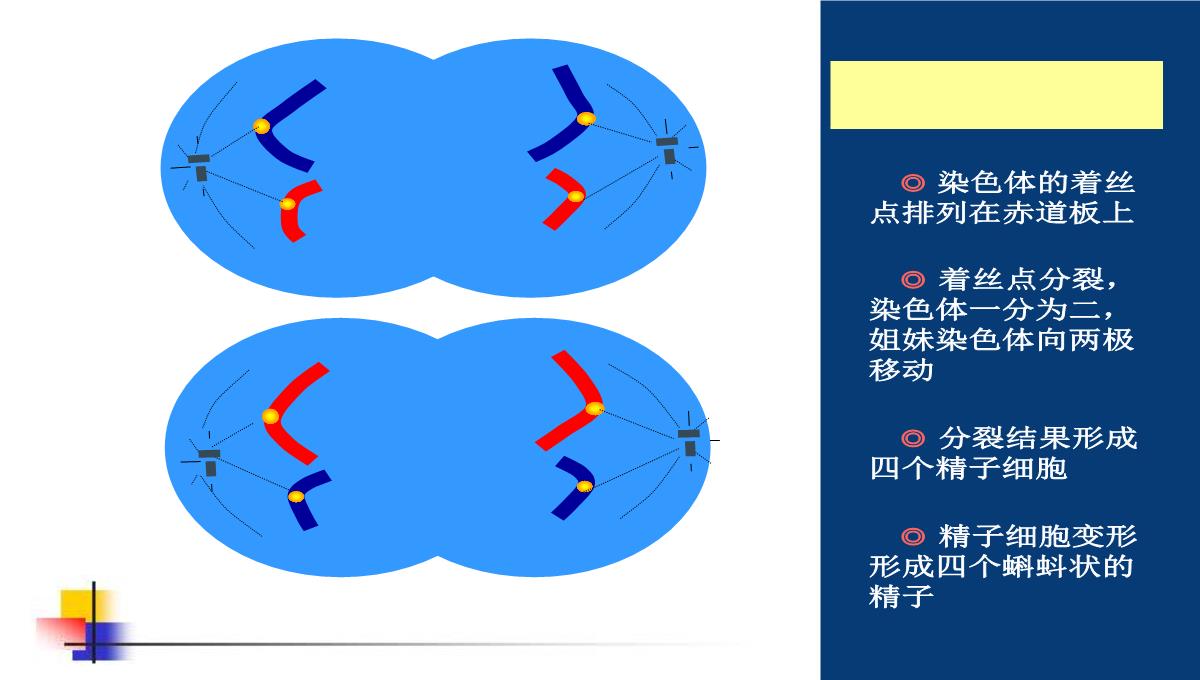 减数分裂和受精作用PPT模板_129