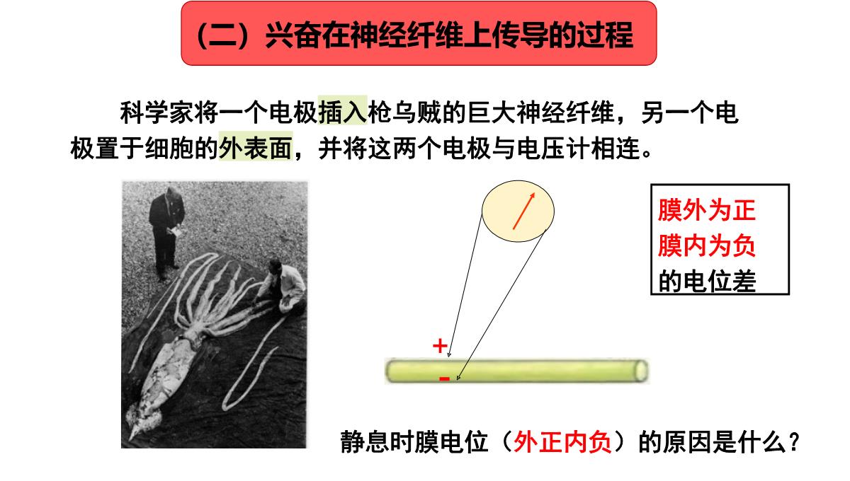 神经冲动的产生和传导课件2021-2022学年高二上学期生物人教版选择性必修一PPT模板_10