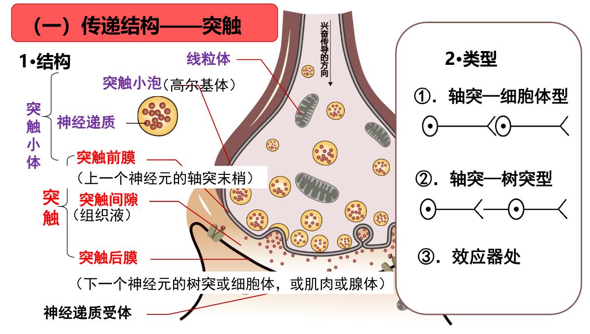 神经冲动的产生和传导课件2021-2022学年高二上学期生物人教版选择性必修一PPT模板_23