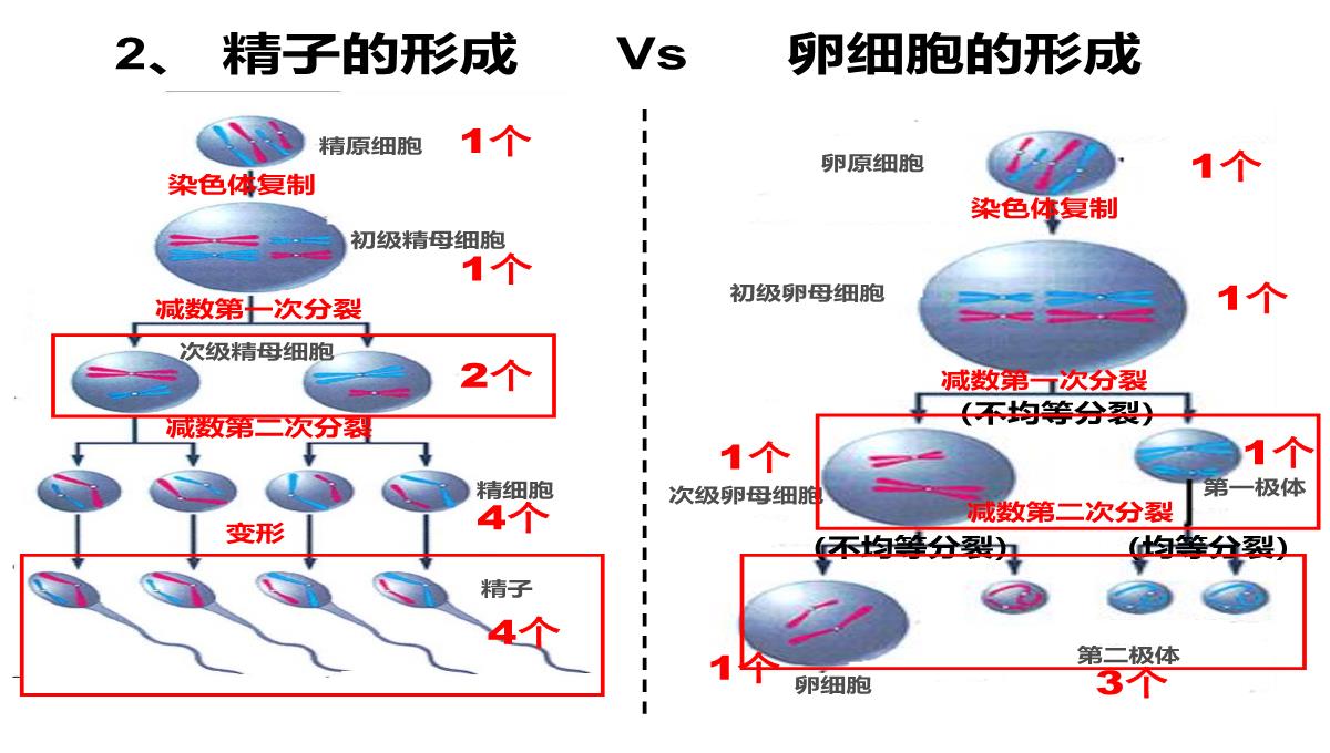 高三一轮复习生物课件：第11讲减数分裂和受精作用PPT模板_14