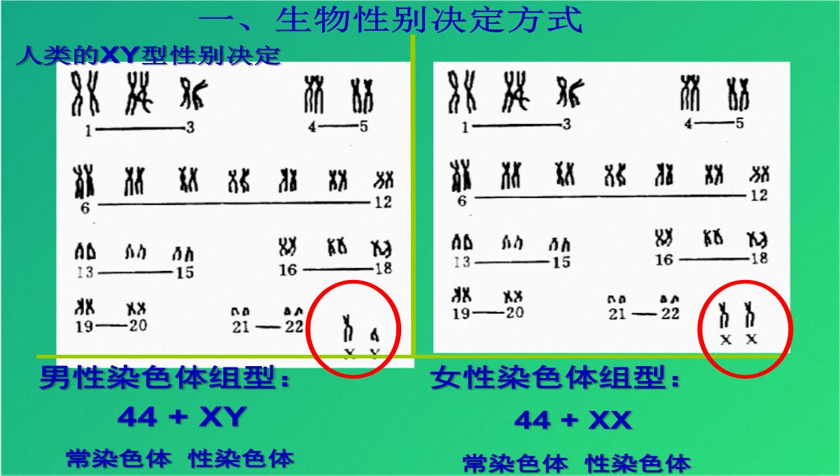 高三人教伴性遗传(共47张PPT)PPT模板_04