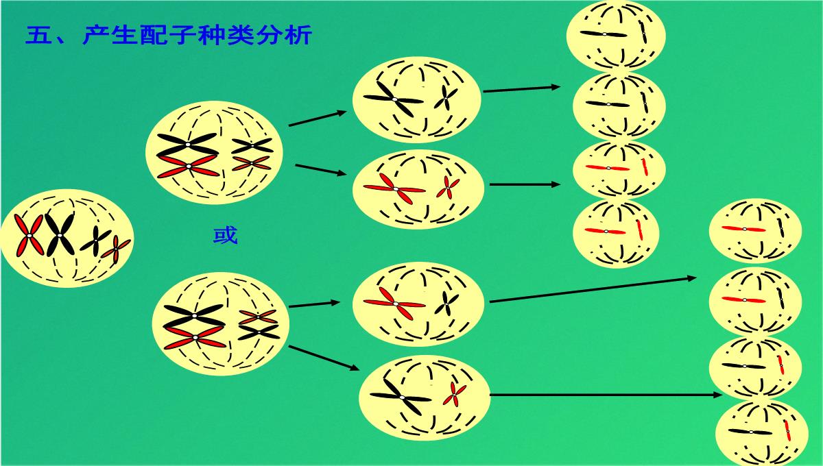 高减数分裂和受精作用(共69张PPT)PPT模板_58