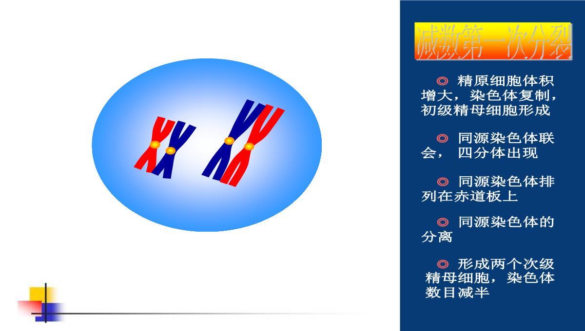 减数分裂和受精作用PPT模板_88