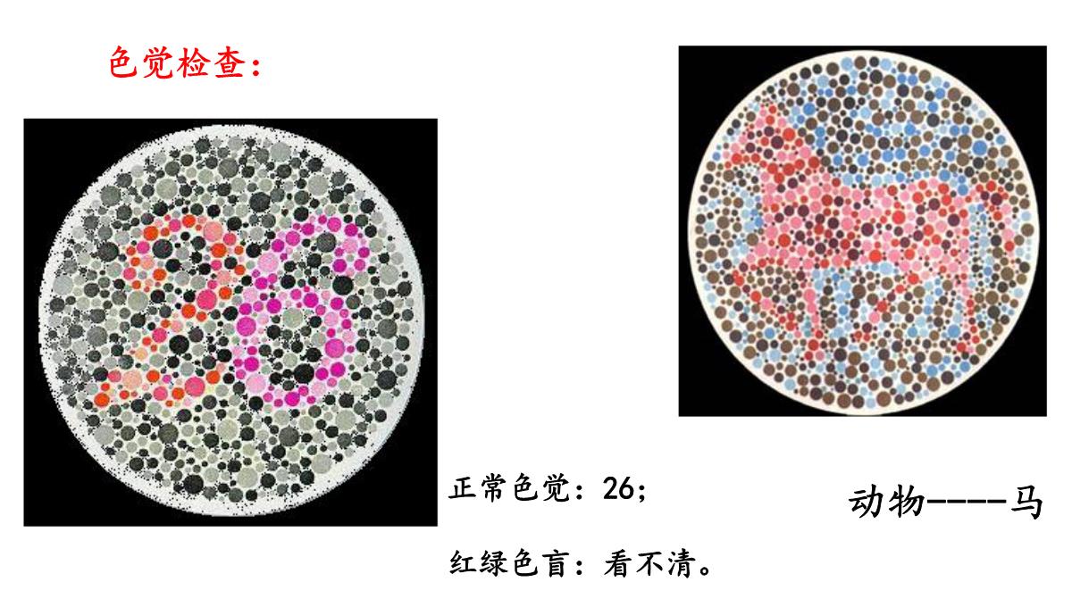 伴性遗传课件高一下学期生物人教版必修2PPT模板_03