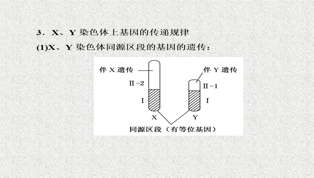 2015届高考生物(人教版通用)总复习教学课件：第17讲-基因在染色体上和伴性遗传PPT模板_20