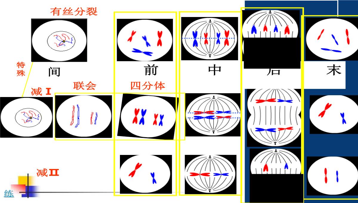 减数分裂和受精作用PPT模板_151