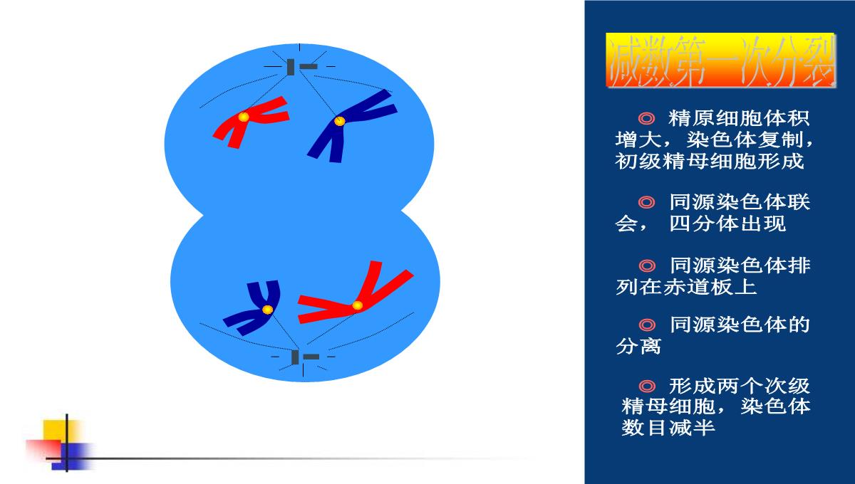 减数分裂和受精作用PPT模板_108