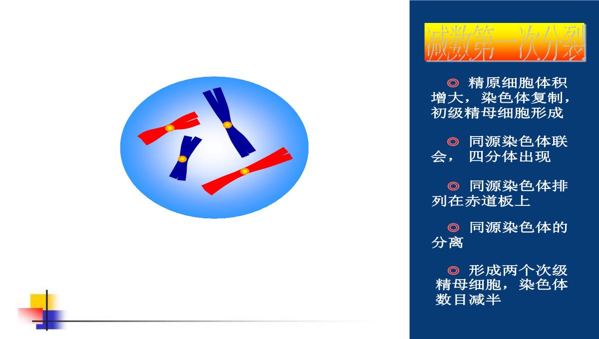 减数分裂和受精作用PPT模板_76