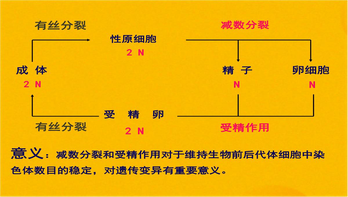 减数分裂和受精作用优质课件(共56张PPT)PPT模板_40