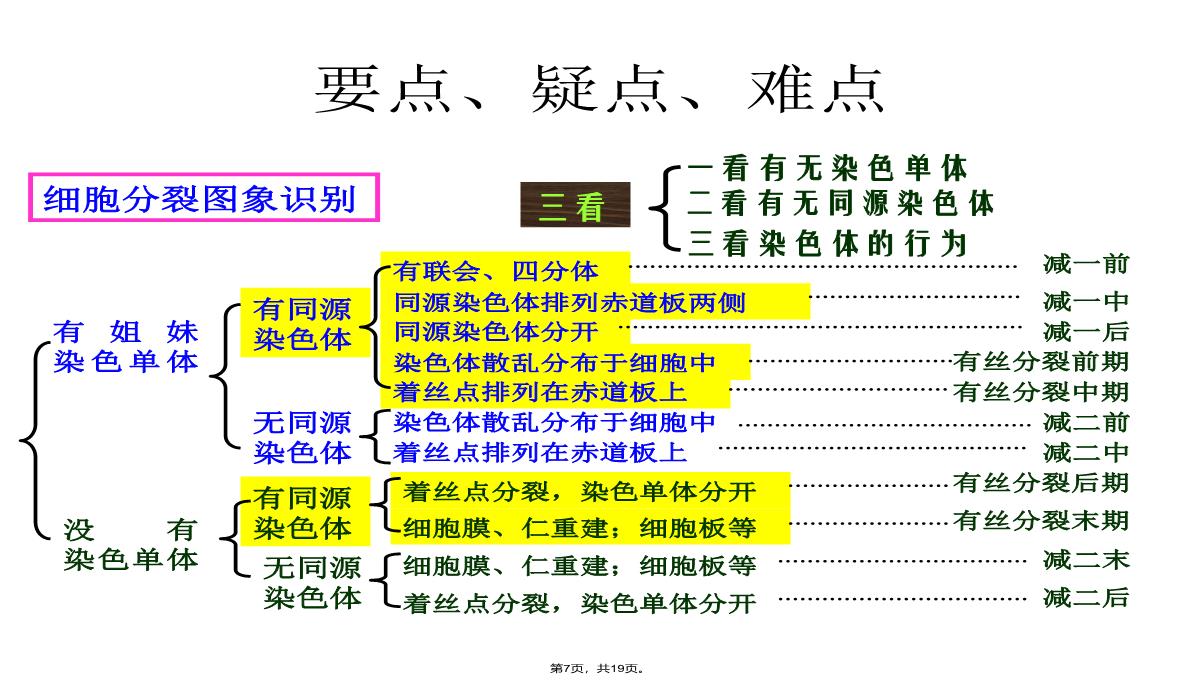 09届高三生物减数分裂和受精作用PPT模板_07