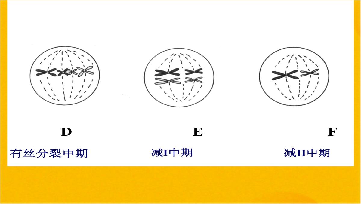 减数分裂和受精作用优质课件(共56张PPT)PPT模板_50