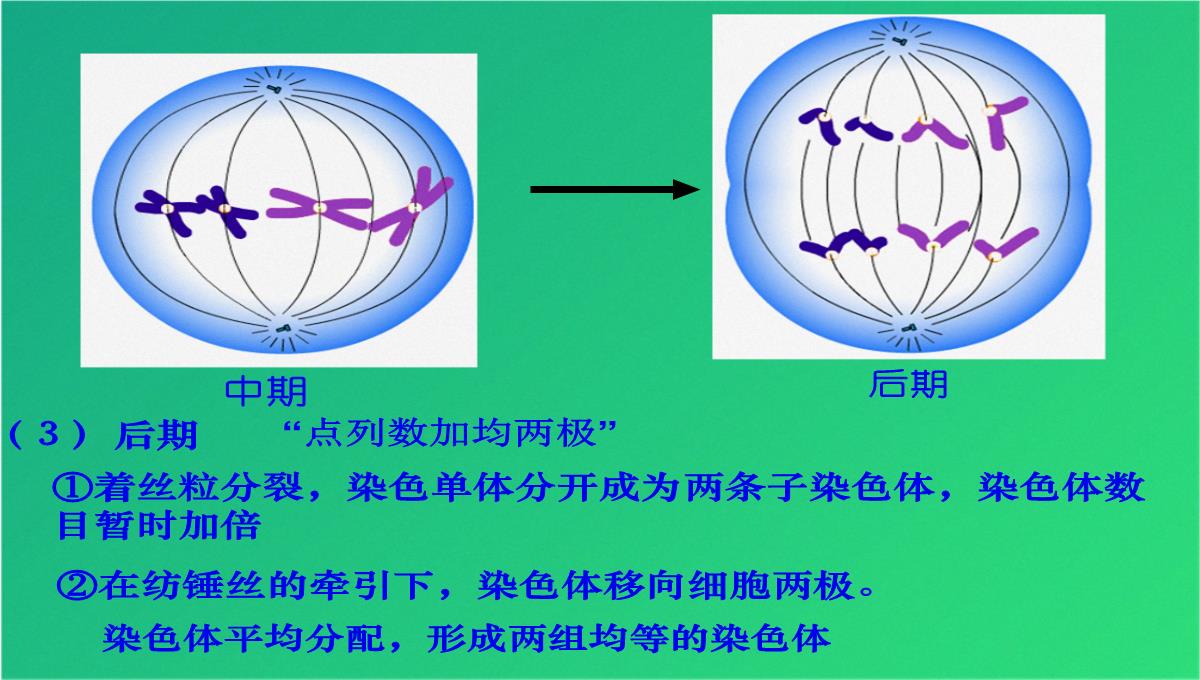 高减数分裂和受精作用(共69张PPT)PPT模板_05