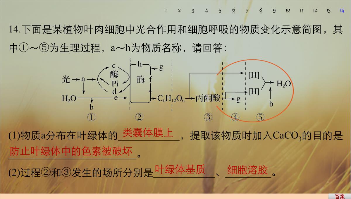 最新-2021版浙江省高考生物课件：第2单元-第10讲-光合作用的影响因素及应用-精品PPT模板_96