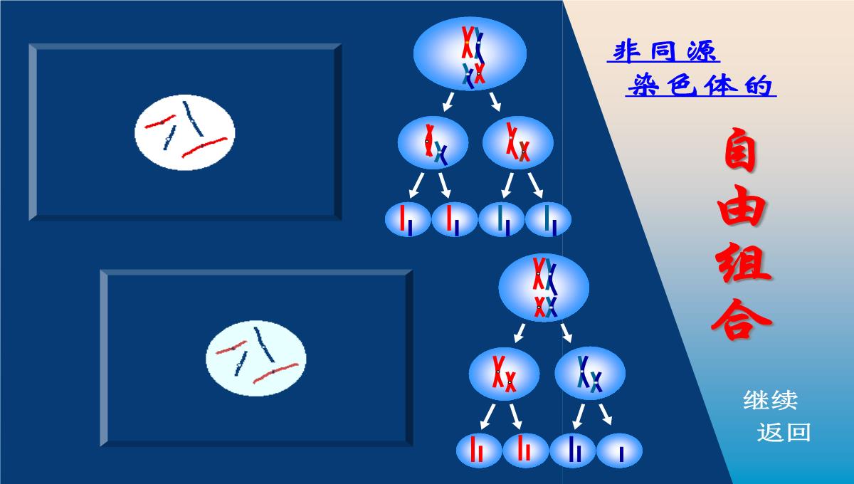 减数分裂和受精作用PPT模板_169