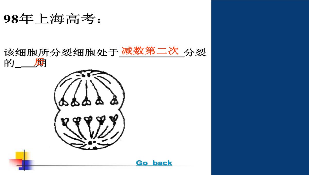 减数分裂和受精作用PPT模板_153