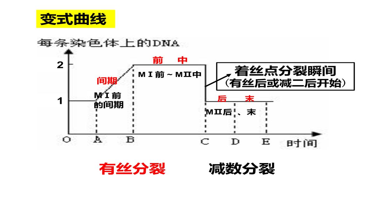 高三一轮复习生物课件：第11讲减数分裂和受精作用PPT模板_24