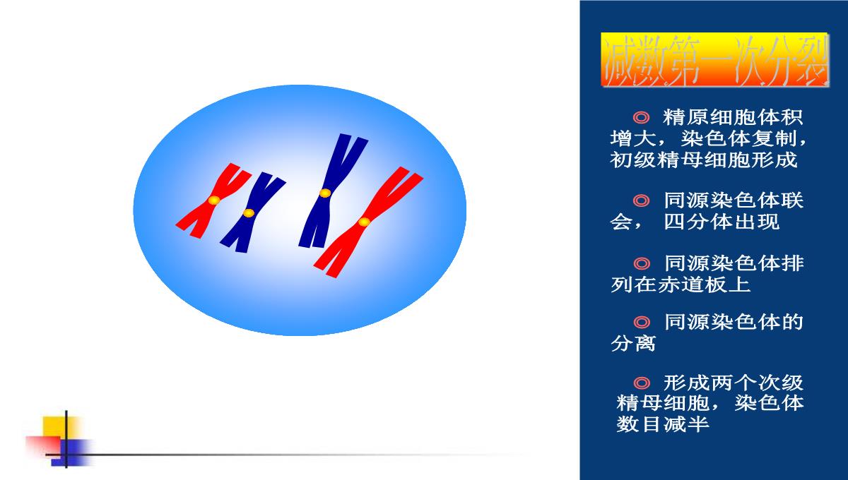 减数分裂和受精作用PPT模板_84