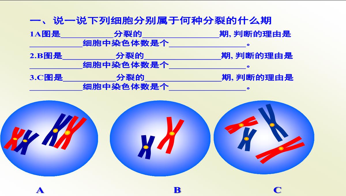 减数分裂和受精作用PPT模板_188