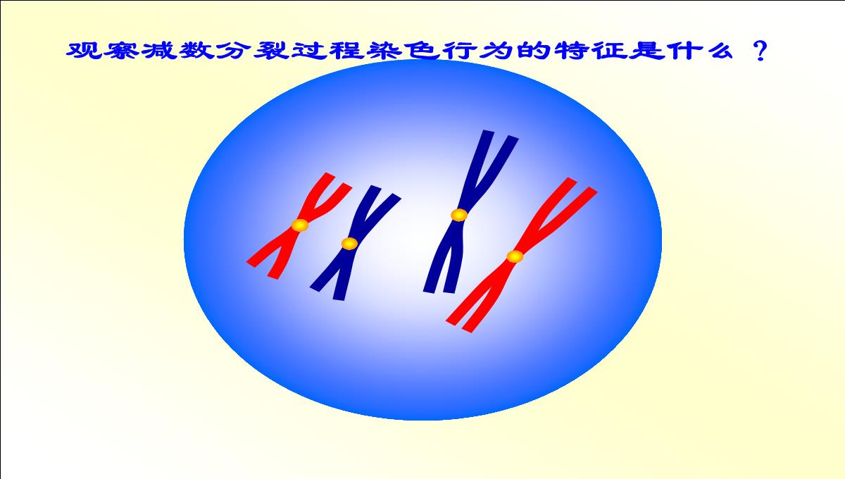 减数分裂和受精作用PPT模板_20