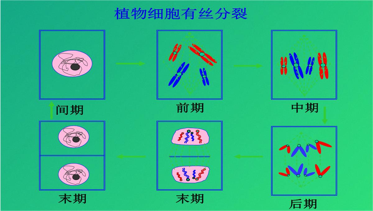 高减数分裂和受精作用(共69张PPT)PPT模板_07