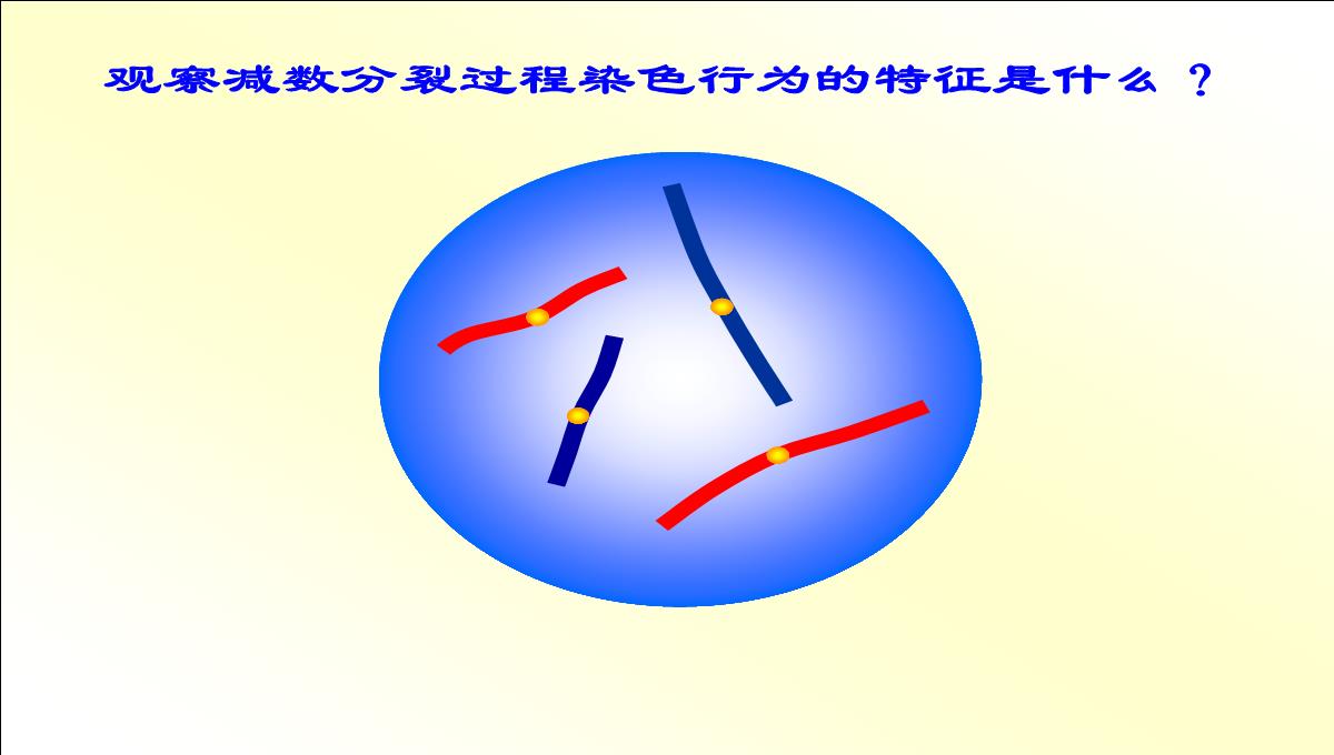 减数分裂和受精作用PPT模板_12