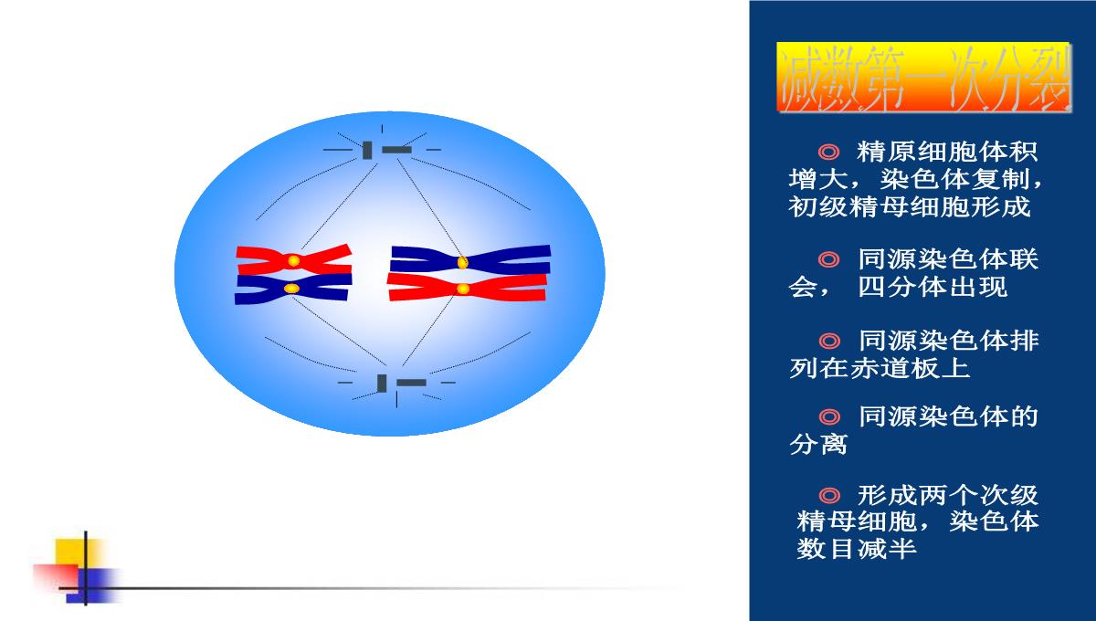 减数分裂和受精作用PPT模板_92