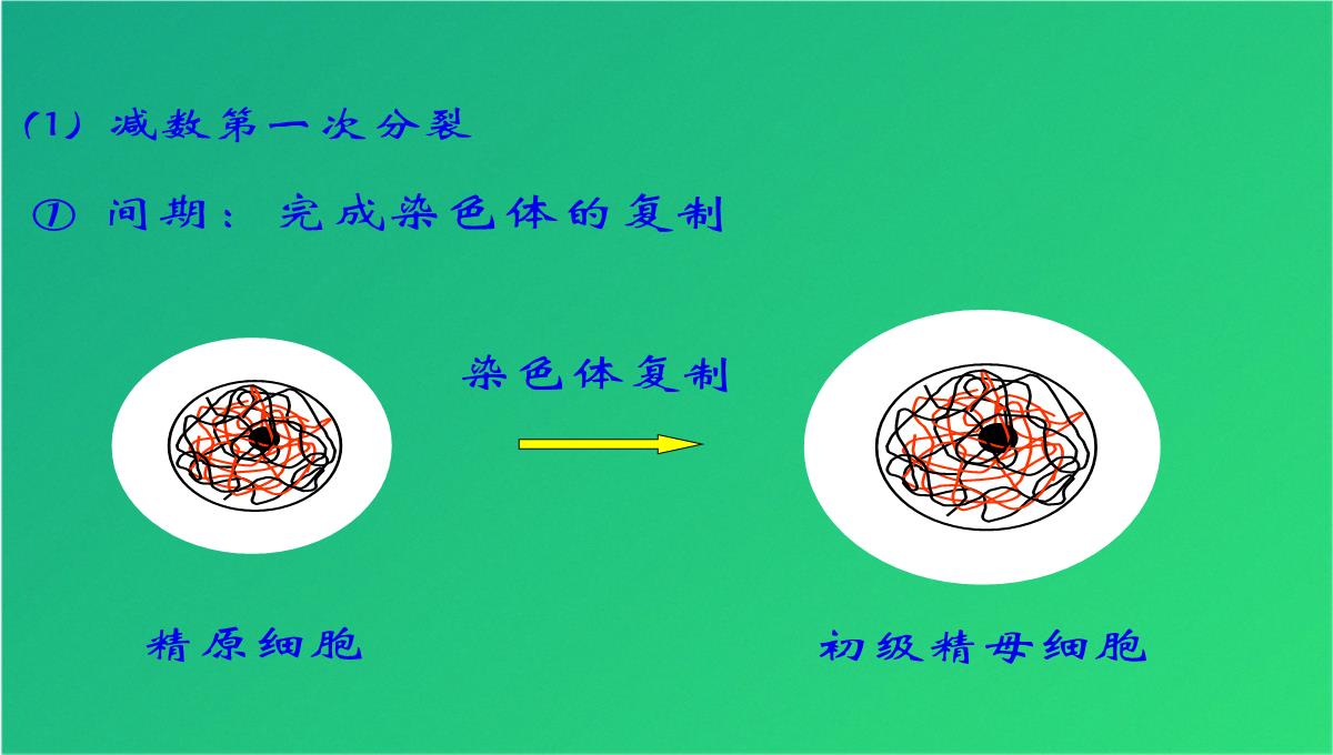 高减数分裂和受精作用(共69张PPT)PPT模板_22