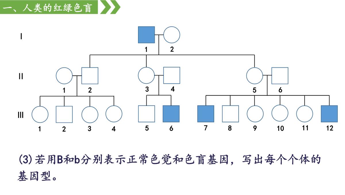 伴性遗传课件高一下学期生物人教版必修2PPT模板_14