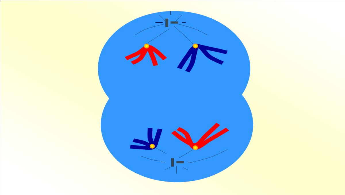减数分裂和受精作用PPT模板_44