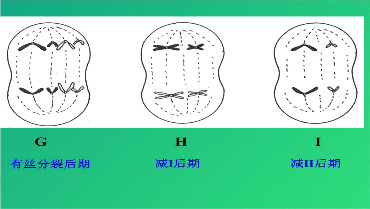 高减数分裂和受精作用(共69张PPT)PPT模板_52