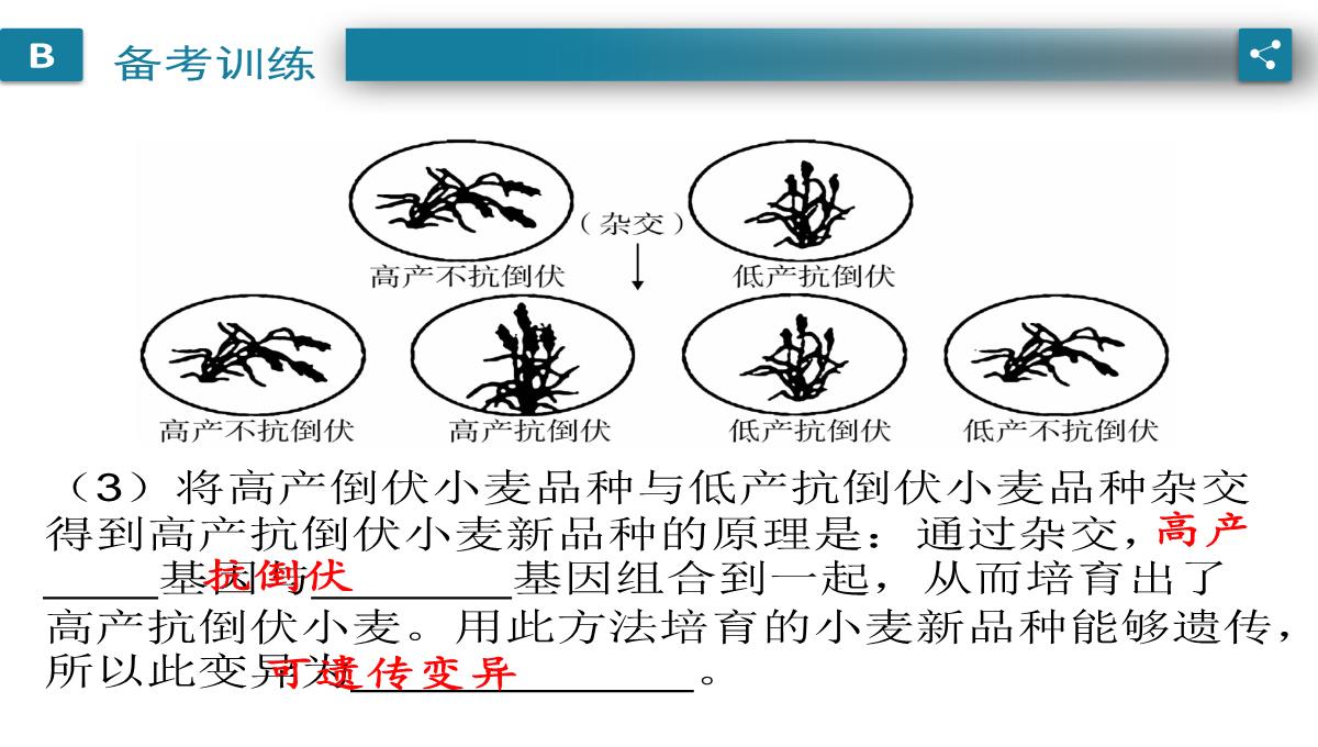 广东中考生物一轮复习课件：第六章-考点12-遗传育种在实践上的应用PPT模板_10