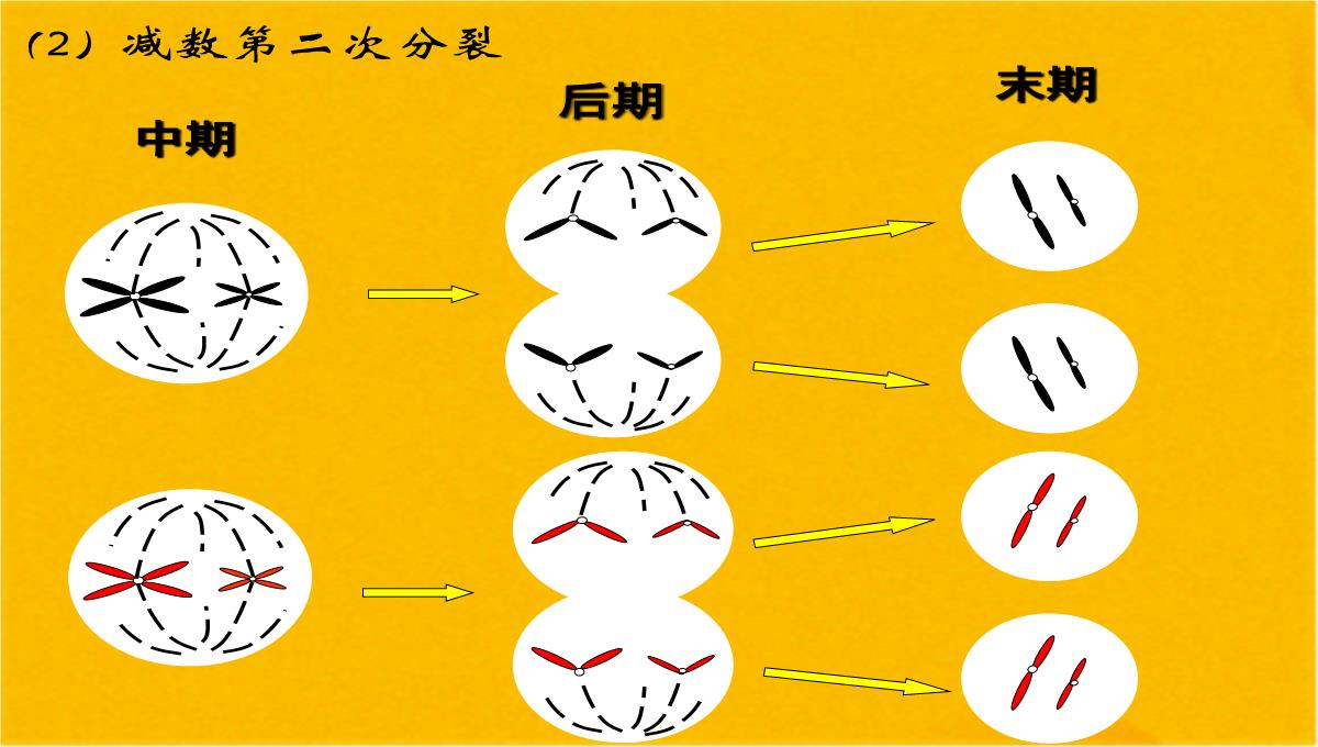 减数分裂和受精作用优质课件(共56张PPT)PPT模板_18