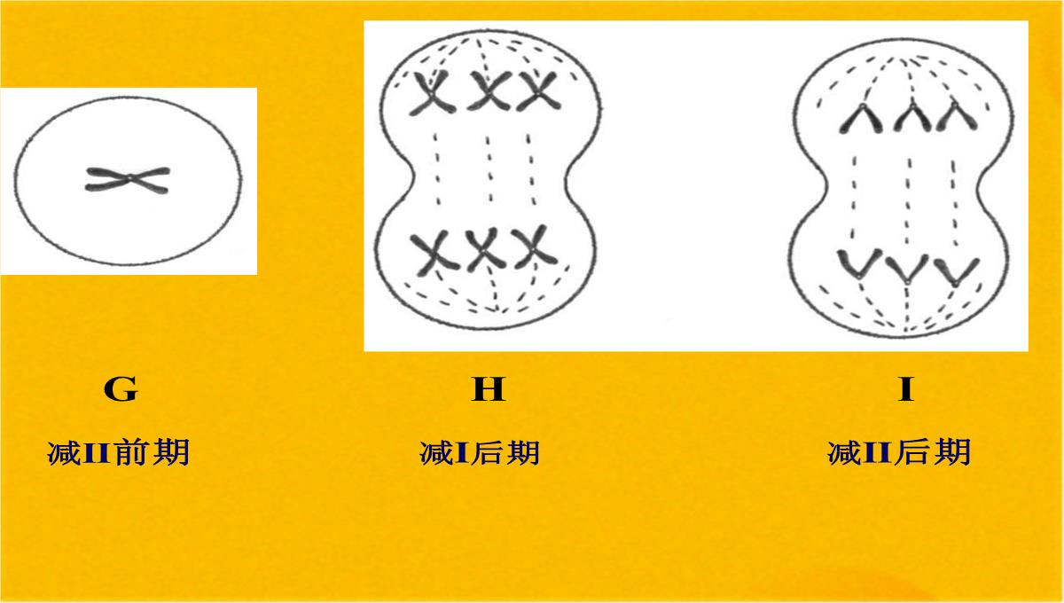 减数分裂和受精作用优质课件(共56张PPT)PPT模板_55