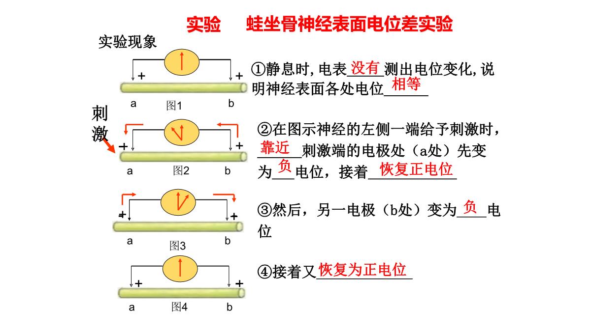 神经冲动的产生和传导课件2021-2022学年高二上学期生物人教版选择性必修一PPT模板_05