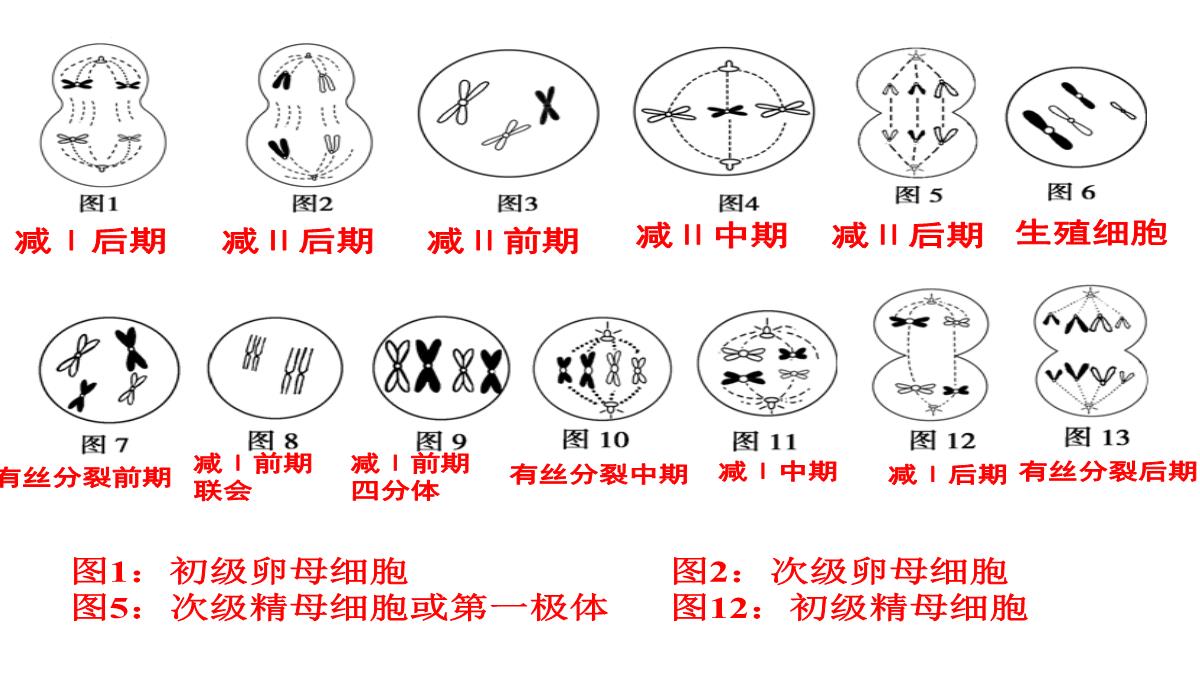 高三一轮复习生物课件：第11讲减数分裂和受精作用PPT模板_53