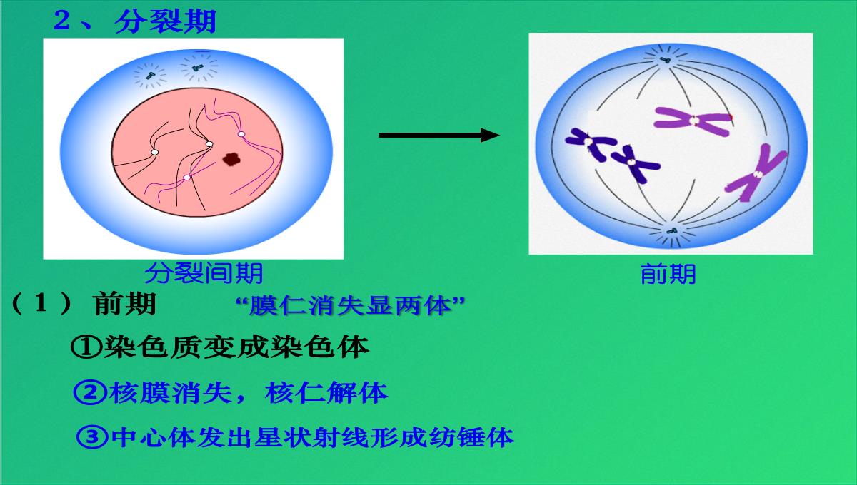 高减数分裂和受精作用(共69张PPT)PPT模板_03