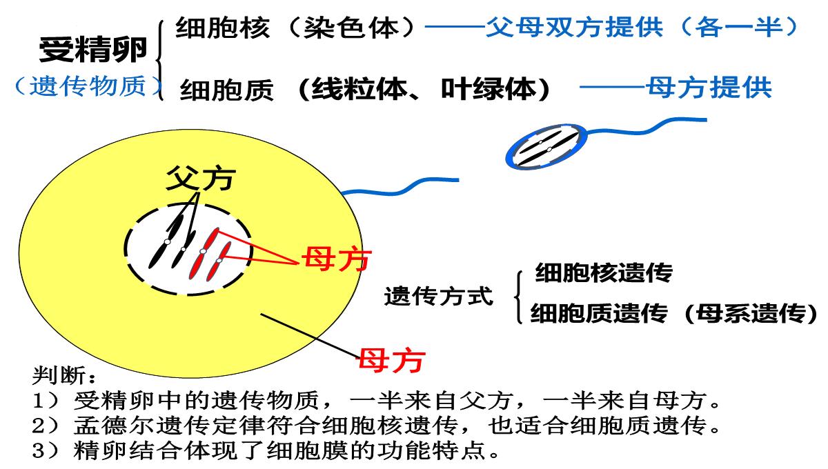 高三一轮复习生物课件：第11讲减数分裂和受精作用PPT模板_29