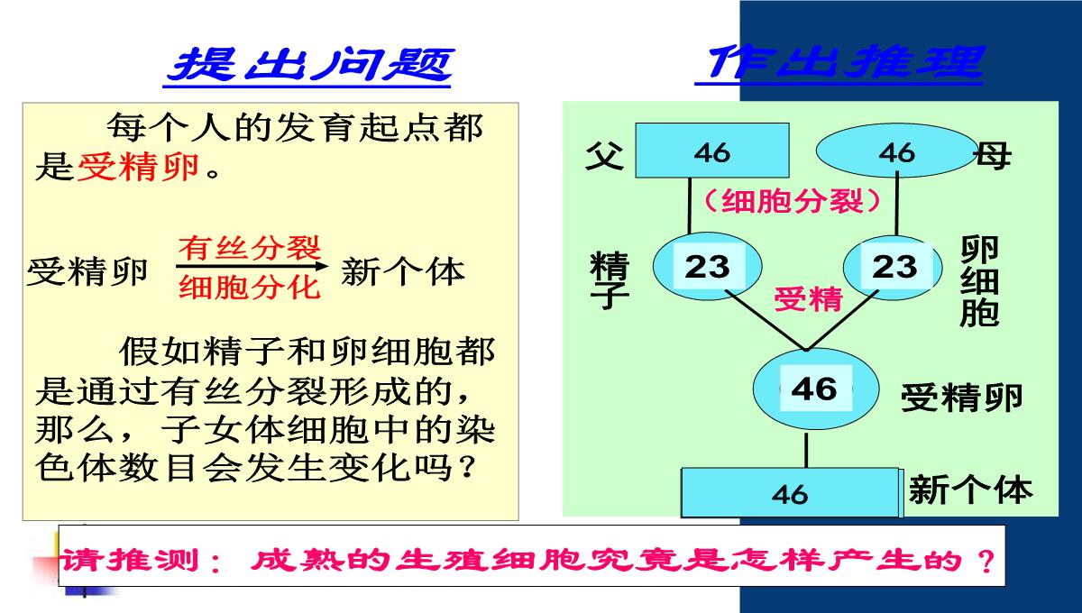 减数分裂和受精作用PPT模板_03