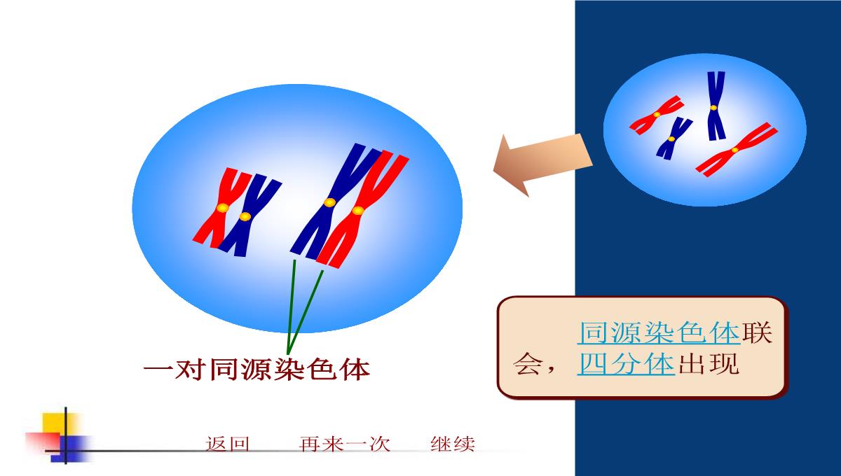 减数分裂和受精作用PPT模板_162