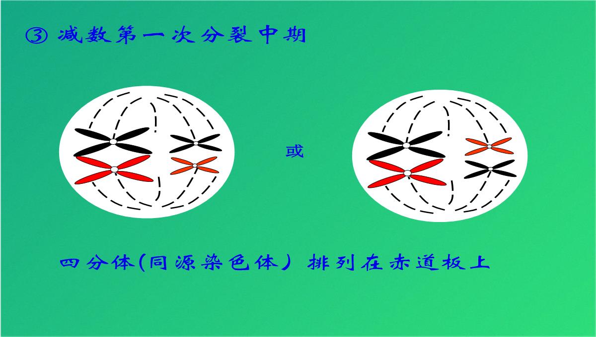 高减数分裂和受精作用(共69张PPT)PPT模板_27