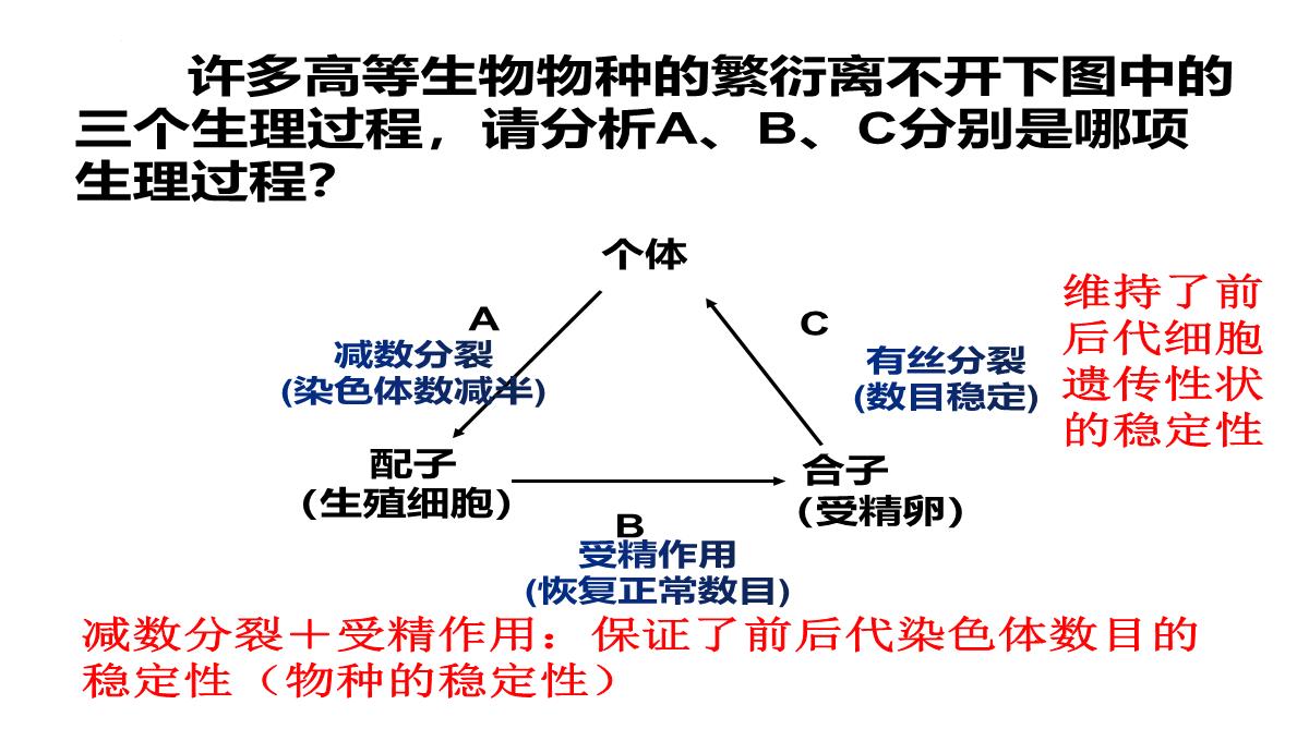 高三一轮复习生物课件：第11讲减数分裂和受精作用PPT模板_03