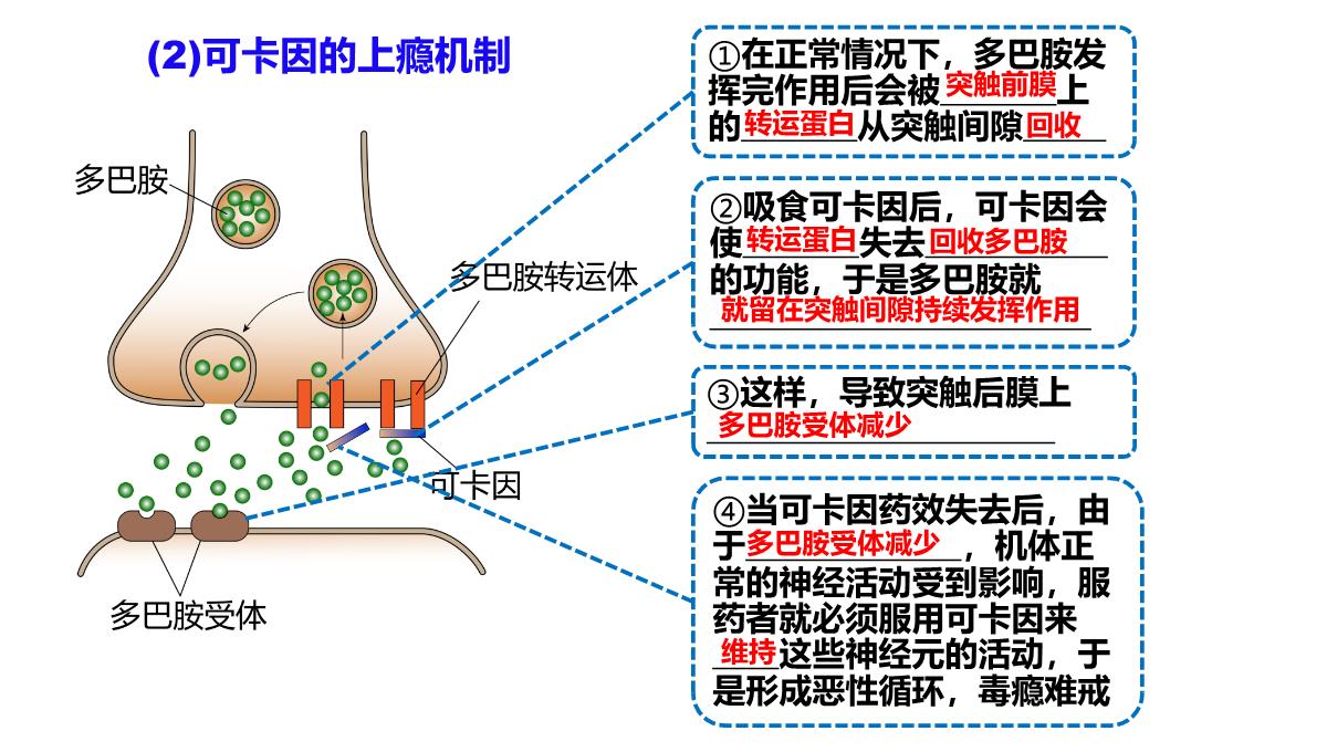 神经冲动的产生和传导课件2021-2022学年高二上学期生物人教版选择性必修一PPT模板_32