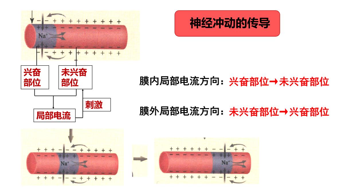 神经冲动的产生和传导课件2021-2022学年高二上学期生物人教版选择性必修一PPT模板_16