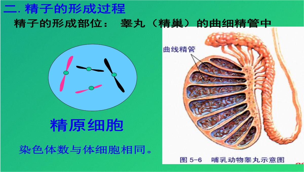 高减数分裂和受精作用(共69张PPT)PPT模板_21